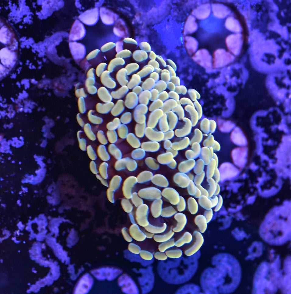 WYSIWYG Rainbow Gold Hammer 3.5" (THREE HEADS!)