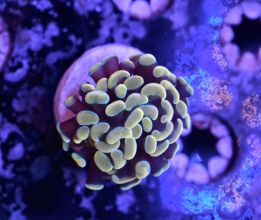 WYSIWYG Rainbow Gold Hammer 1.5"