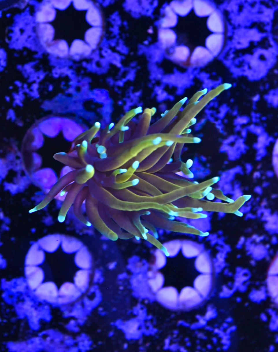 WYSIWYG Dragon Soul Torch 2.5"