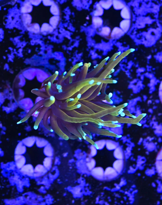 WYSIWYG Dragon Soul Torch 2.5"