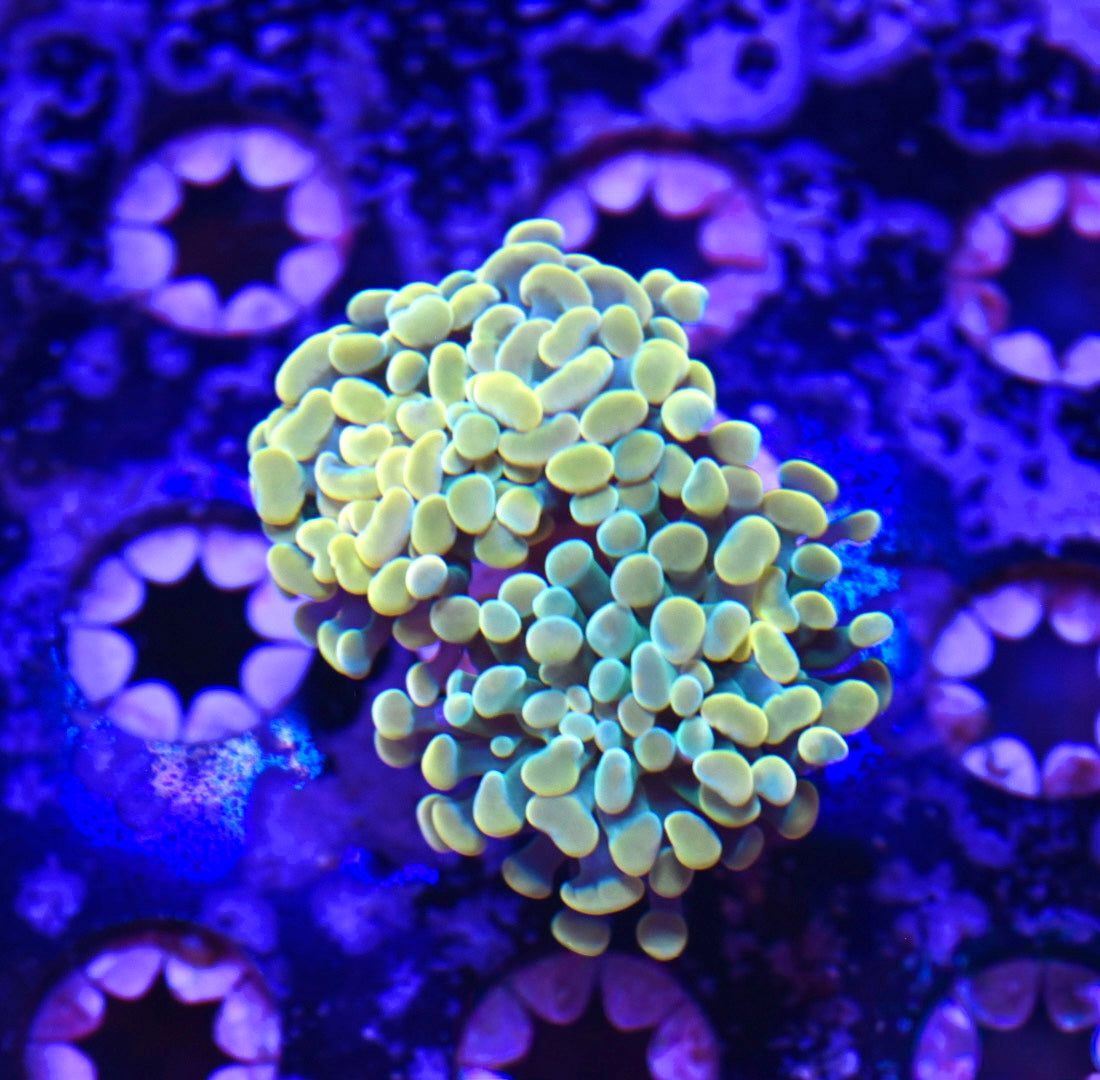 WYSIWYG Willy Wonka Hammer 2.5" (TWO HEADS!)