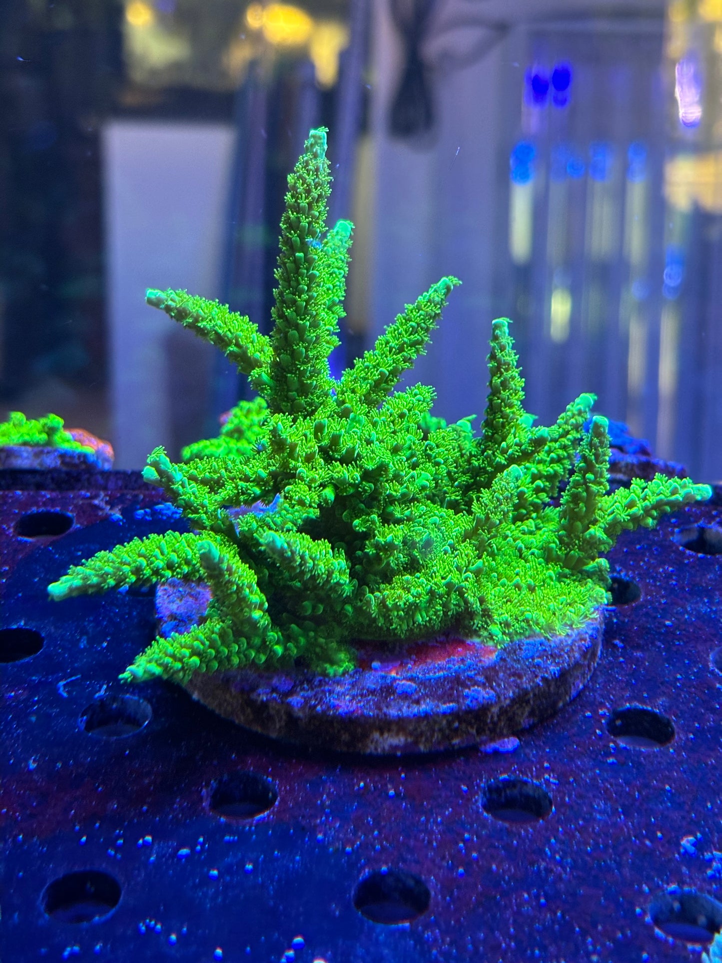 Green Slimer Acropora