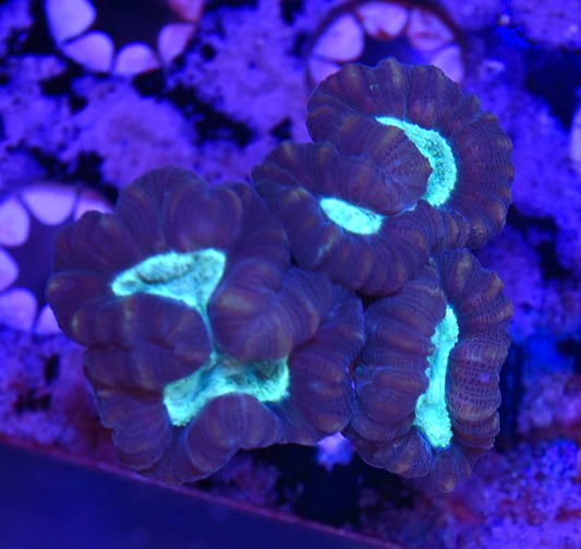 WYSIWYG Bi-Color Candy Cane 2.5"