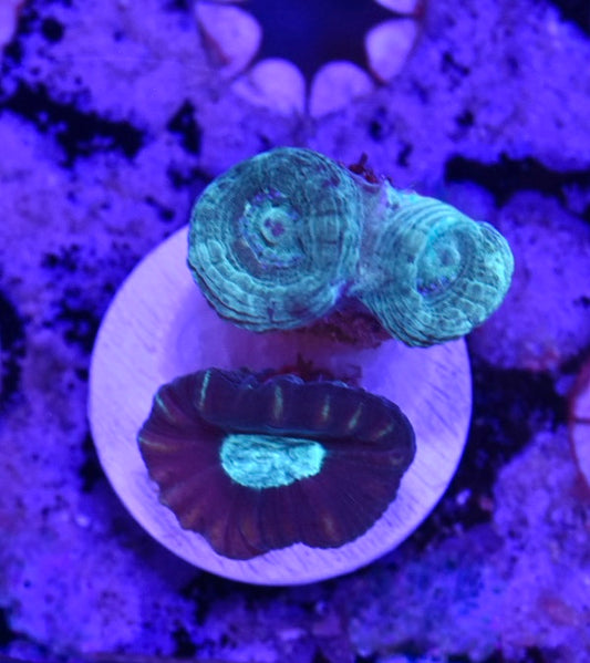 WYSIWYG Candy Cane Combo Frag 1.5"