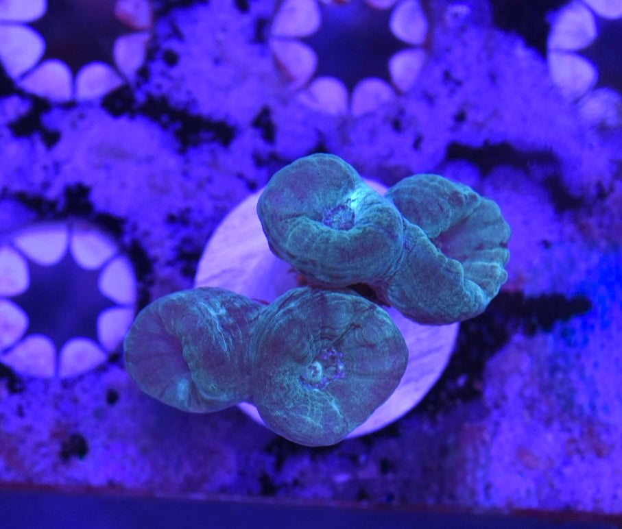 WYSIWYG Teal Candy Cane 2"