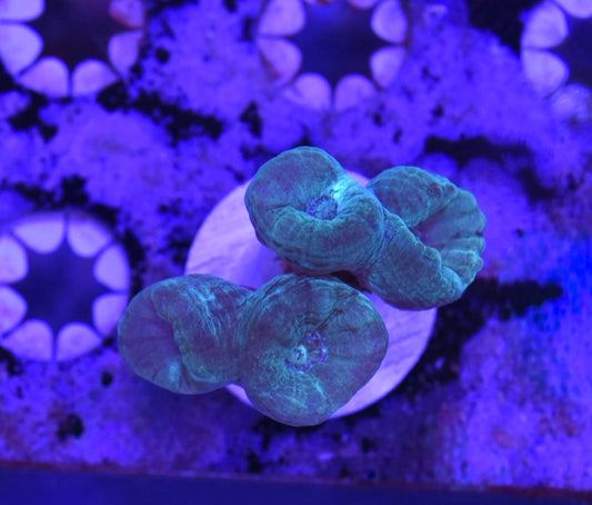 WYSIWYG Teal Candy Cane 2"