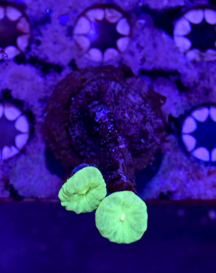 WYSIWYG Kryptonite Candy Cane 1.5"