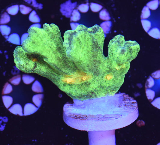 WYSIWYG Space Invader Pectinia 2"