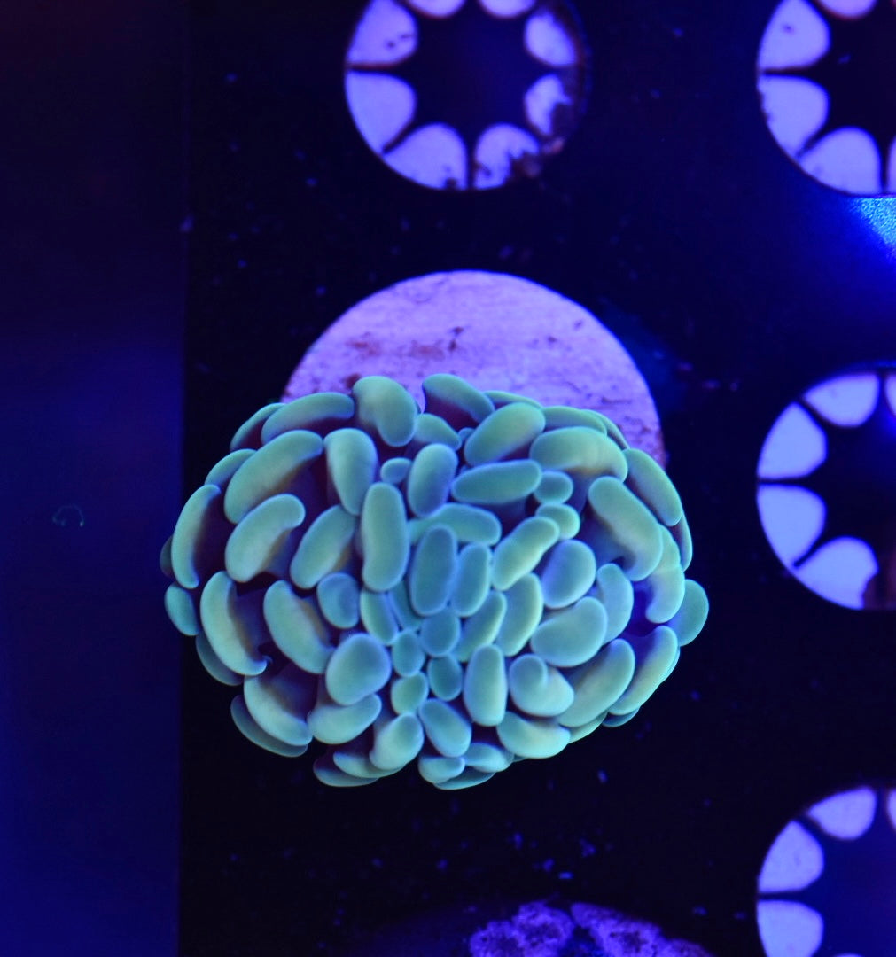 WYSIWYG Hotshot Hammer 1.5"