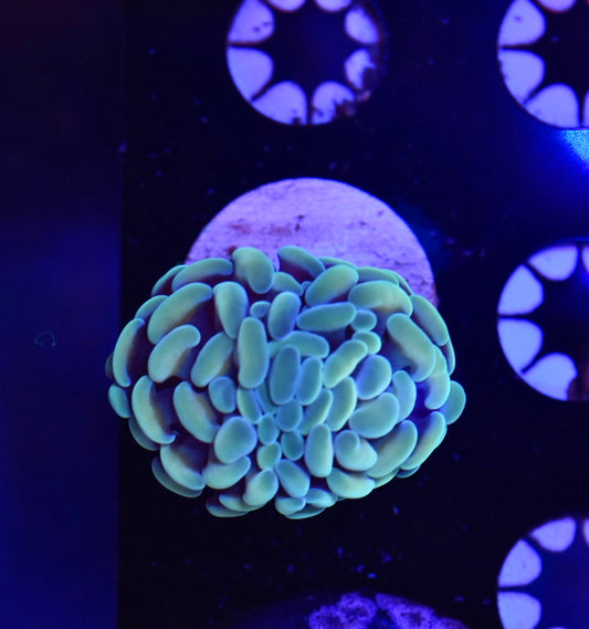 WYSIWYG Hotshot Hammer 1.5"