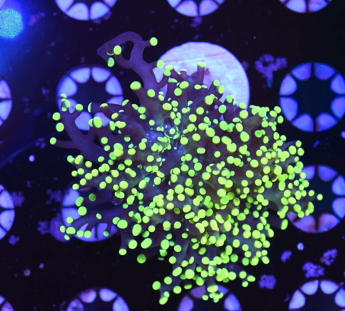 WYSIWYG True Yellow Octospawn 3"