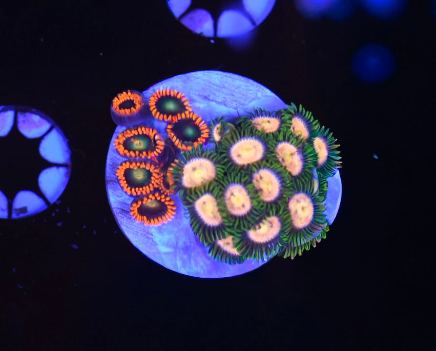 WYSIWYG Zoanthid Combo Frag