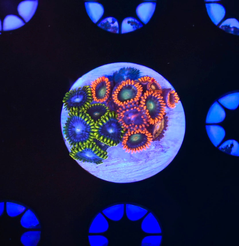 WYSIWYG Zoanthid Combo Frag