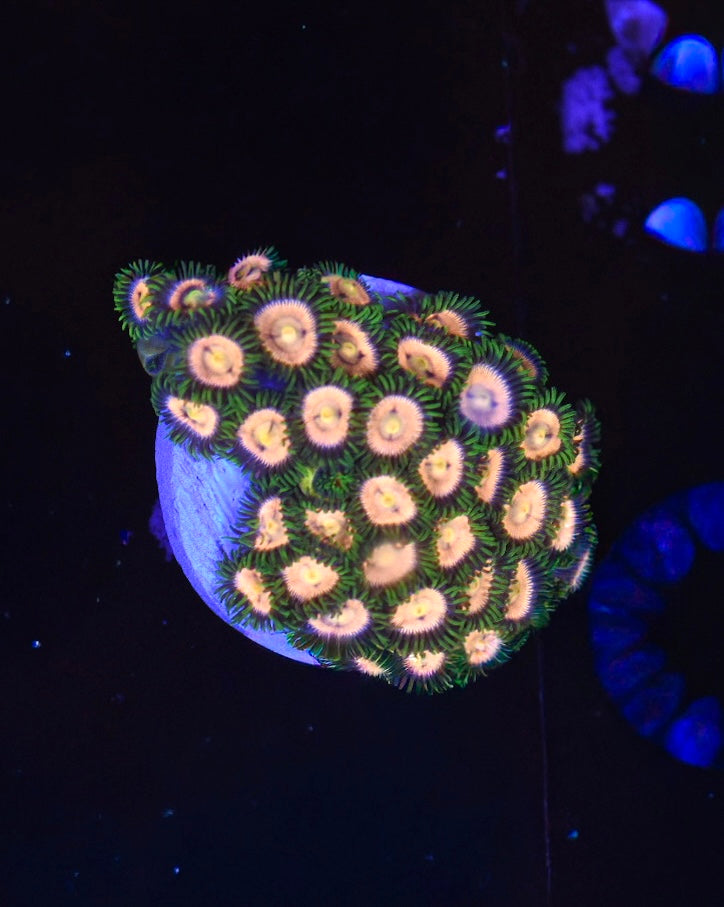 WYSIWYG Golden Goddess Zoanthid Mini Colony