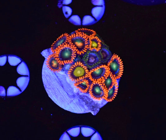 WYSIWYG Zoanthid Combo Frag