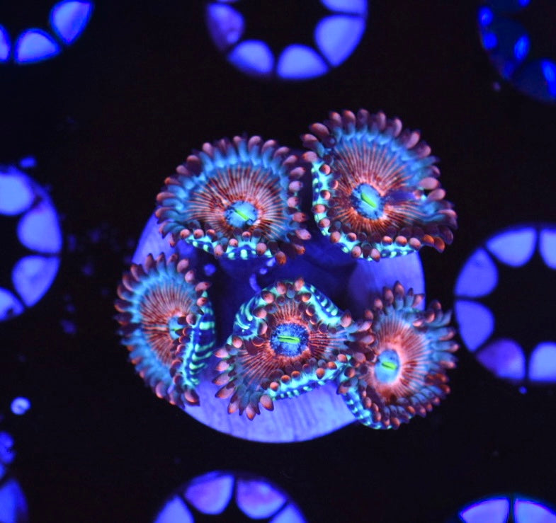 WYSIWYG White Zombie Zoanthids
