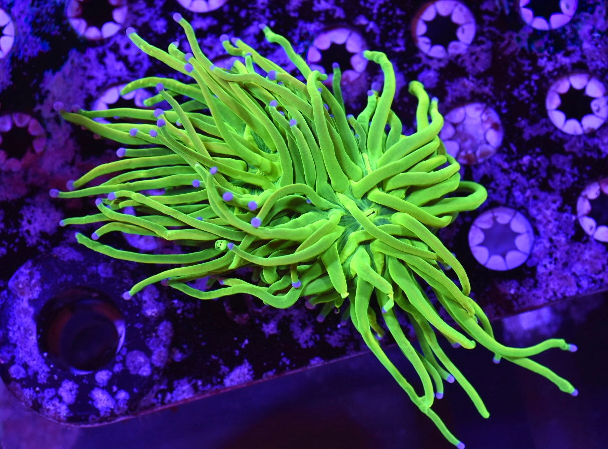 WYSIWYG Holy Grail Torch 3.5”