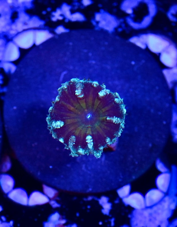 WYSIWYG King Viper Blastomussa 1" (RARE!)