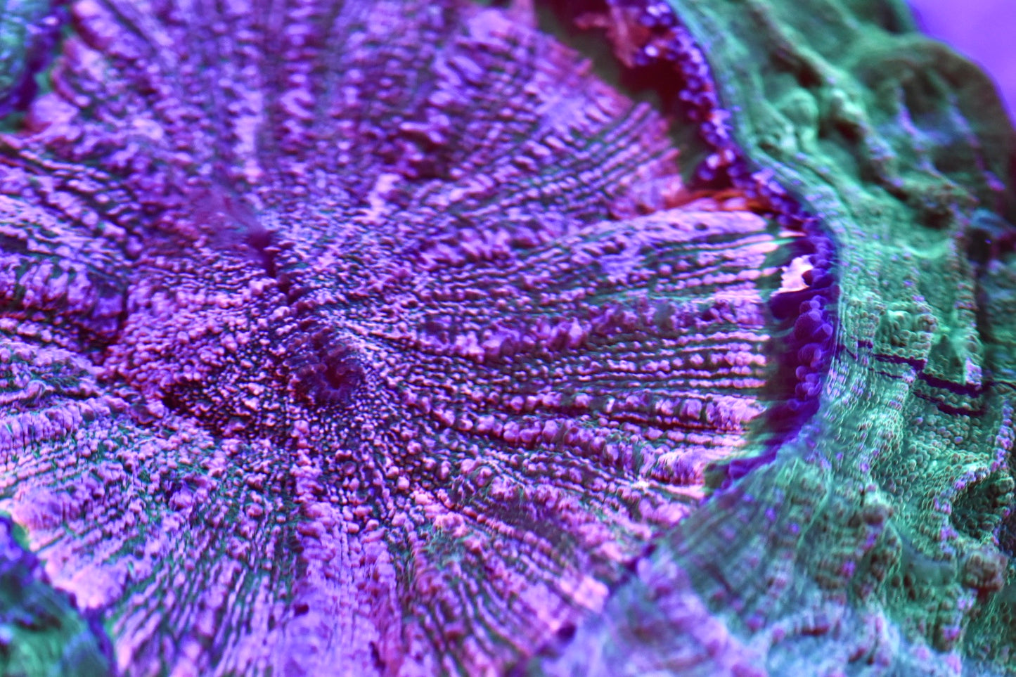 WYSIWYG True Pink Rainbow Acanthophyllia 10" (ONE OF A KIND!)