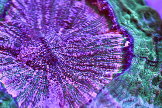 WYSIWYG True Pink Rainbow Acanthophyllia 10" (ONE OF A KIND!)