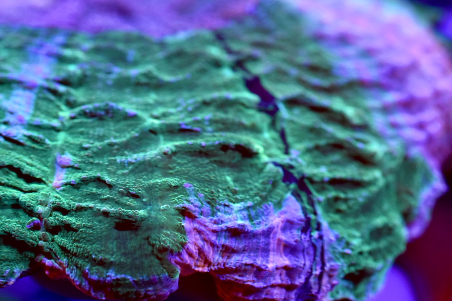 WYSIWYG True Pink Rainbow Acanthophyllia 10" (ONE OF A KIND!)