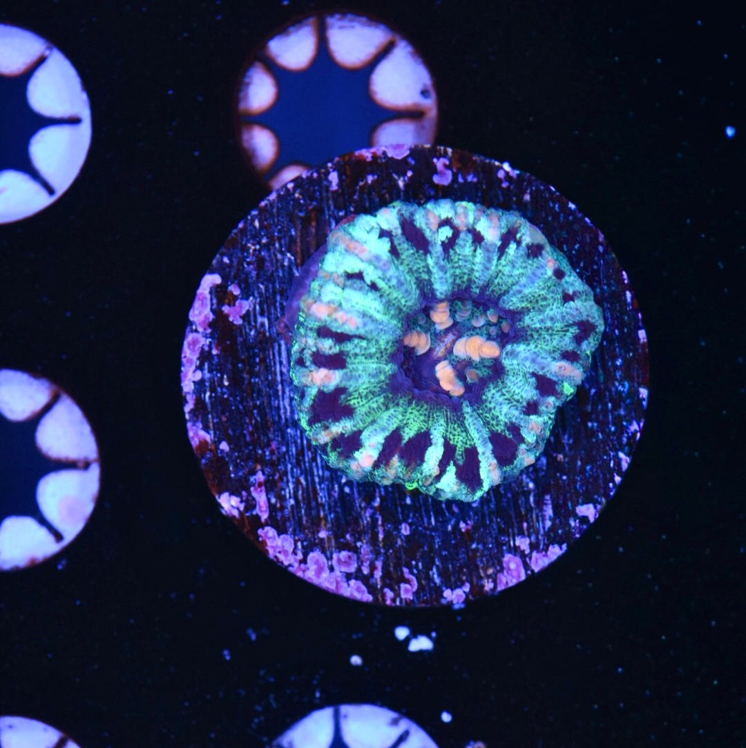 WYSIWYG Blue Button Scolymia 1"