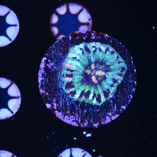 WYSIWYG Blue Button Scolymia 1"