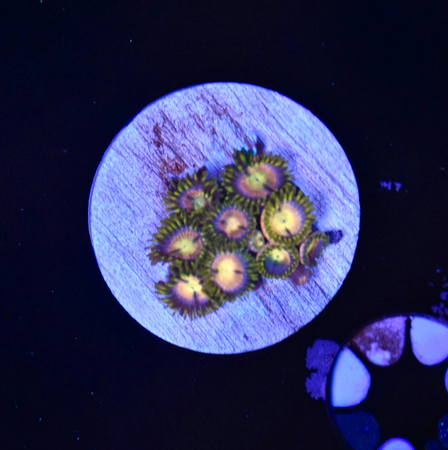 WYSIWYG Mansa Musa Zoanthids