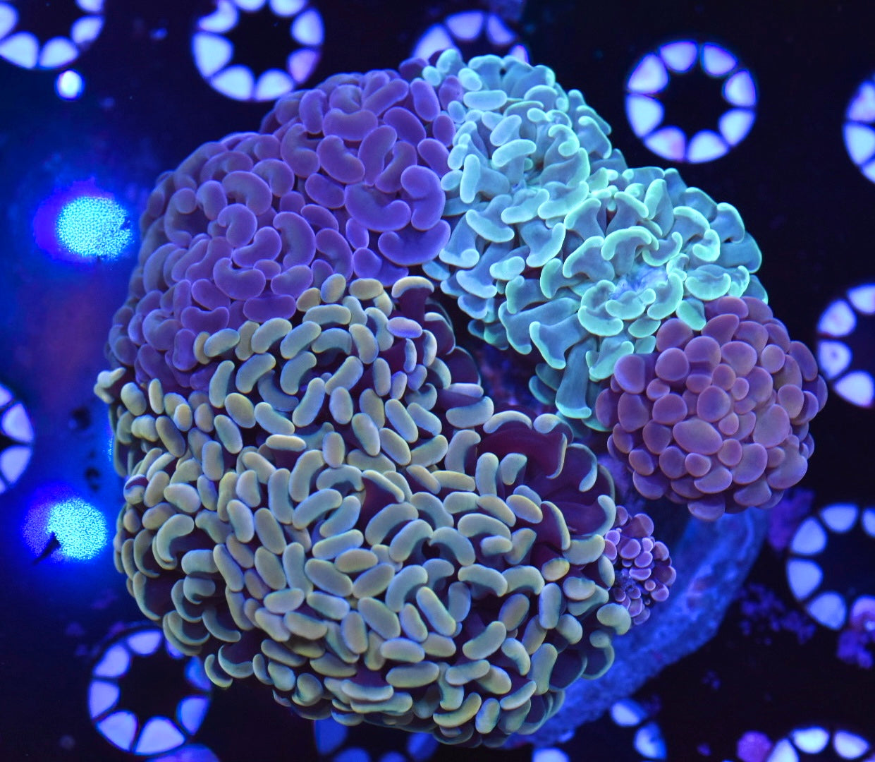 WYSIWYG Mixed Hammer Colony 4.5" (WOW!)