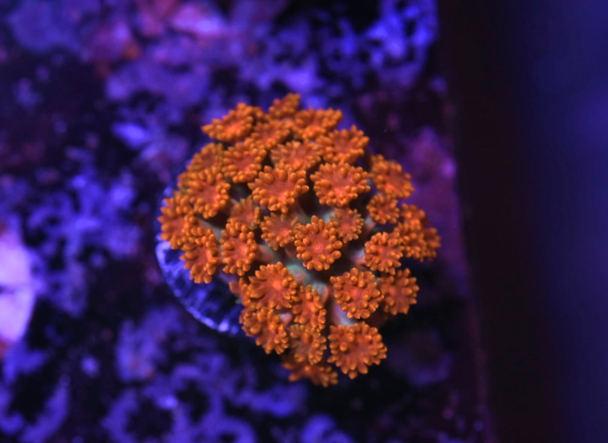 WYSIWYG Burning Sunset Mirco Goniopora 1"