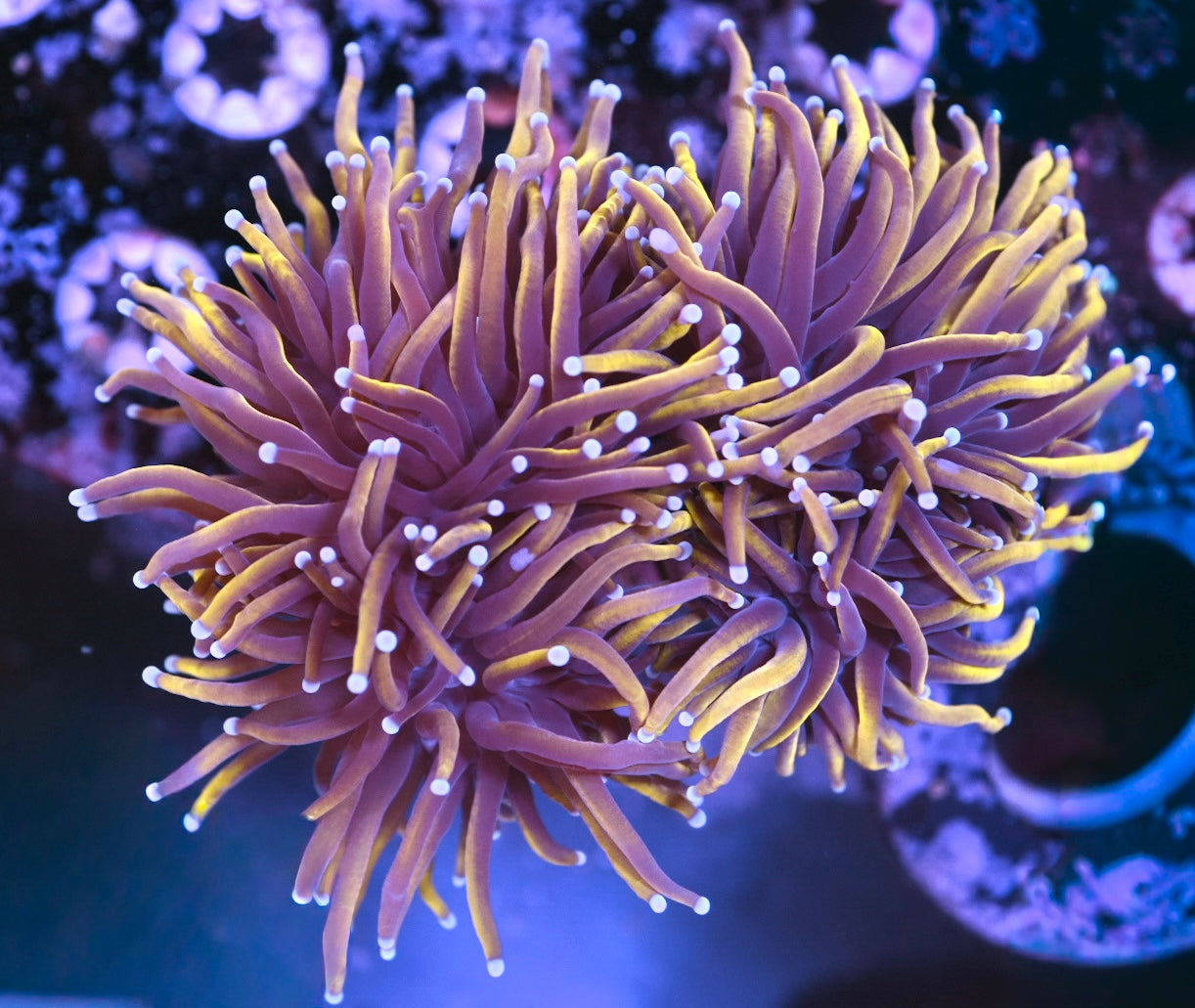 WYSIWYG 24k Indo Gold Torch 4" (TWO HEADS)