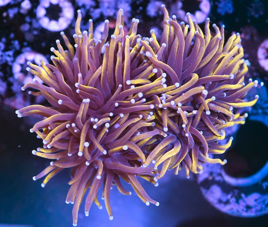 WYSIWYG 24k Indo Gold Torch 4" (TWO HEADS)