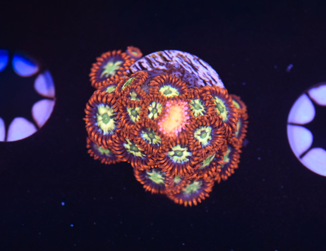 WYSIWYG Zoanthid Combo Frag