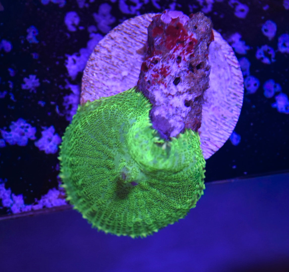 WYSIWYG Green Rhodactis Mushroom 1.5"