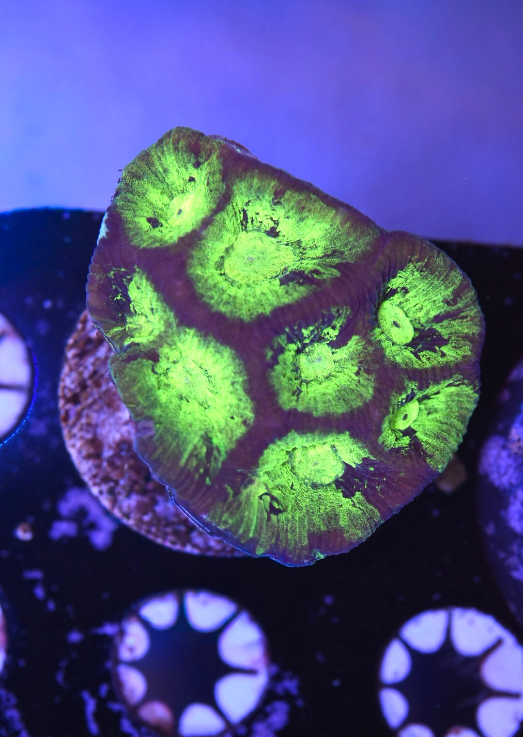 WYSIWYG Toxic Joker Goniastrea 2"