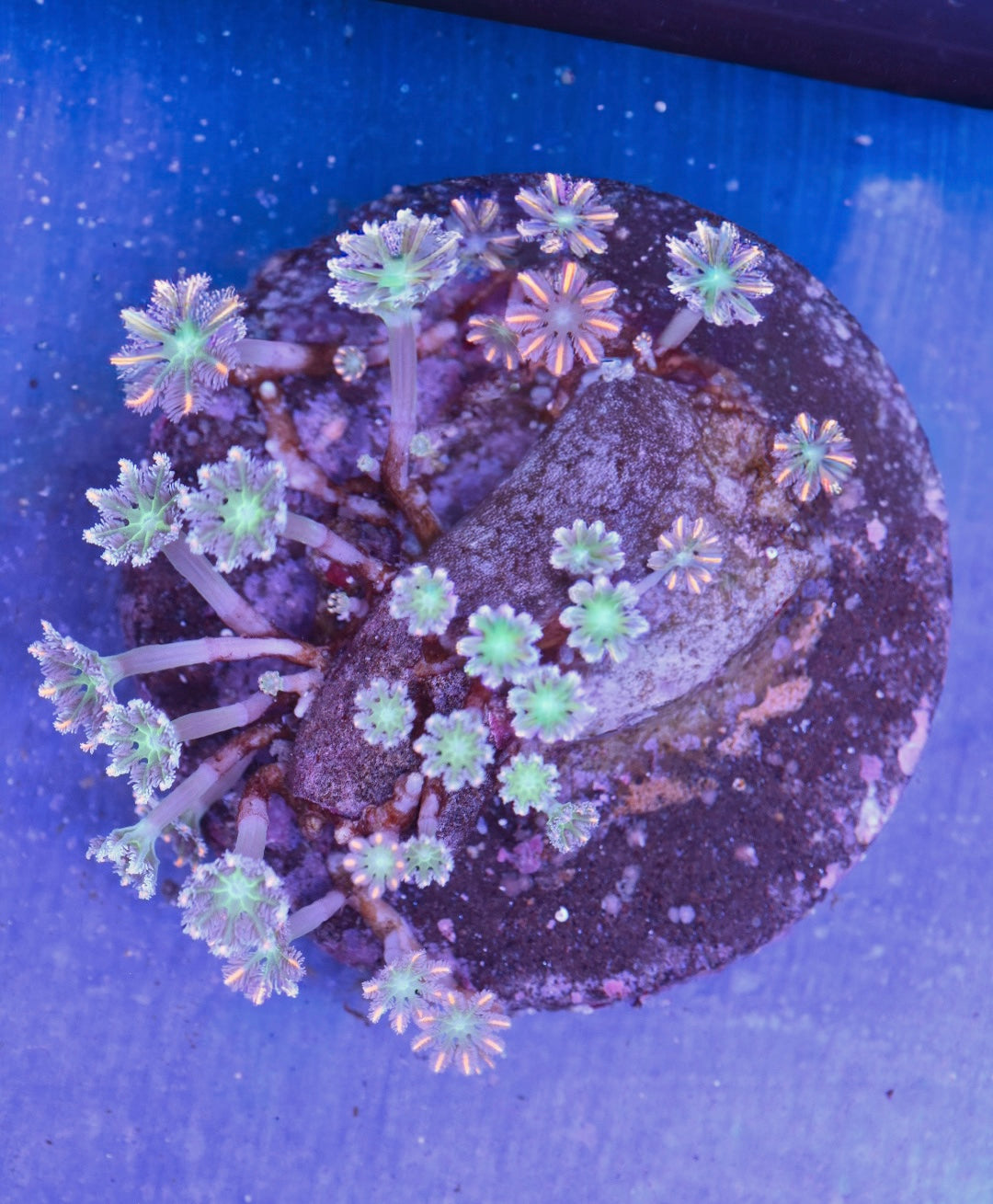 WYSIWYG Highlighter Clove Polyp Colony 4"