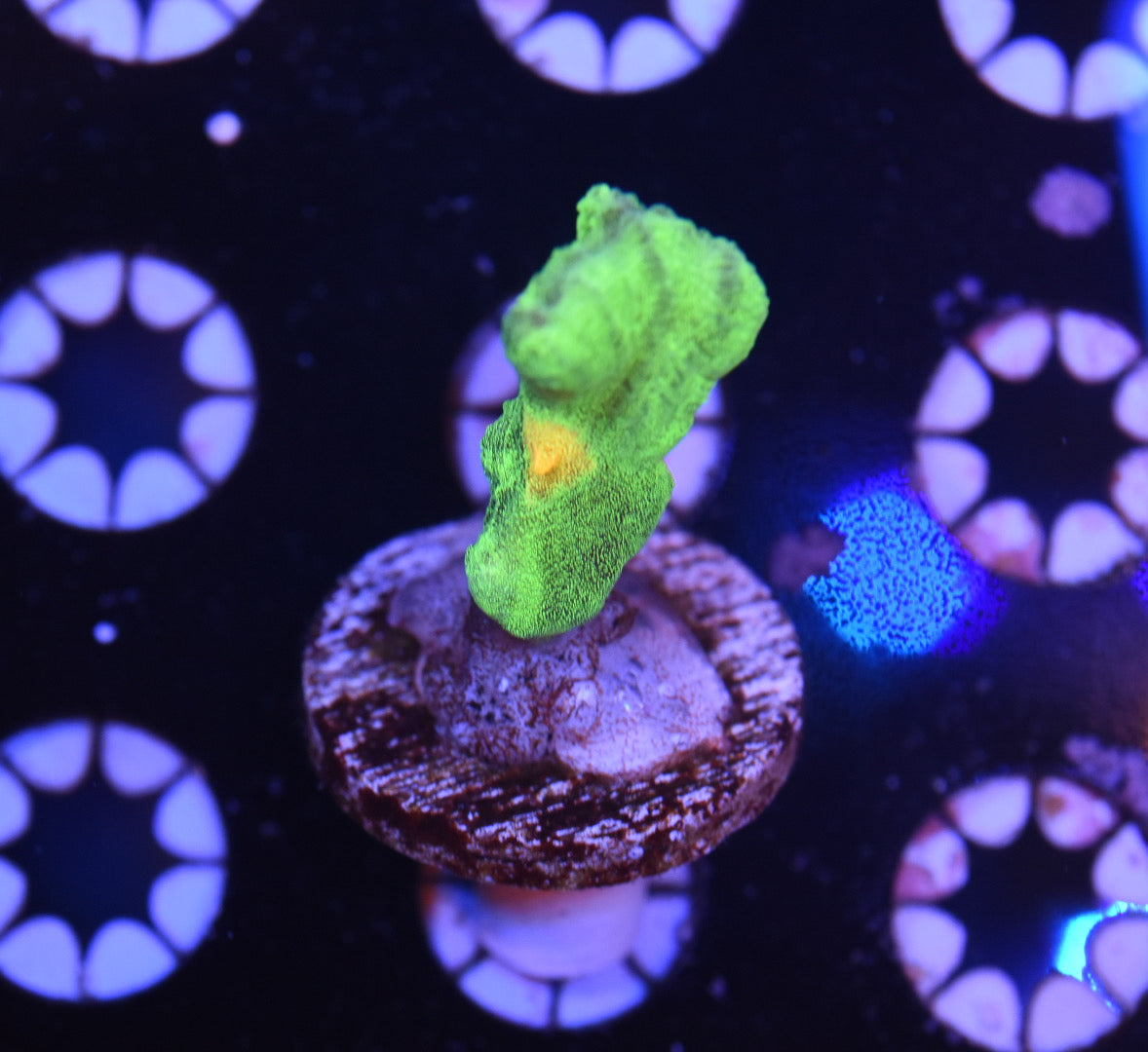 WYSIWYG Space Invader Pectinia 1.5"