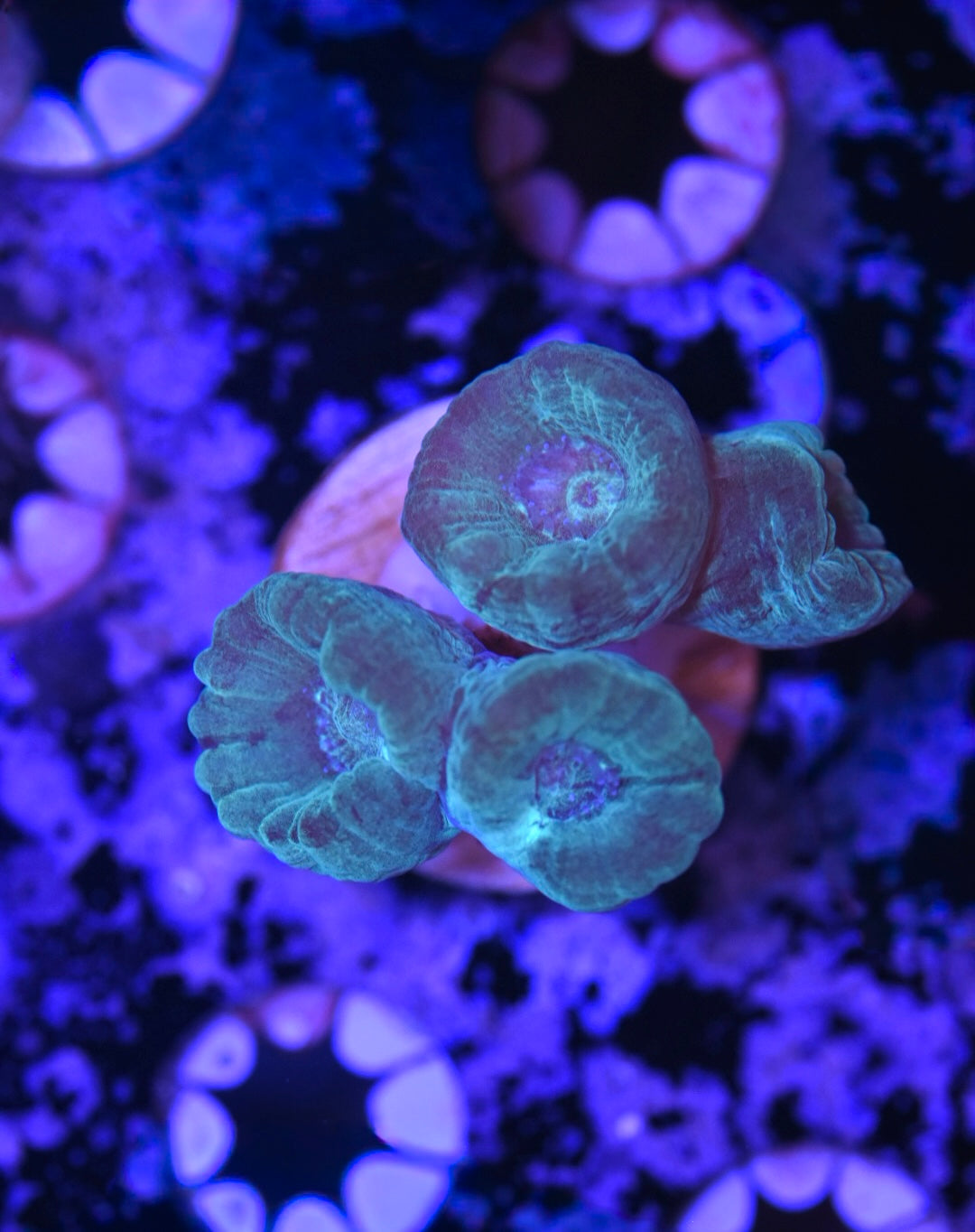 WYSIWYG Teal Candy Cane 1.5"