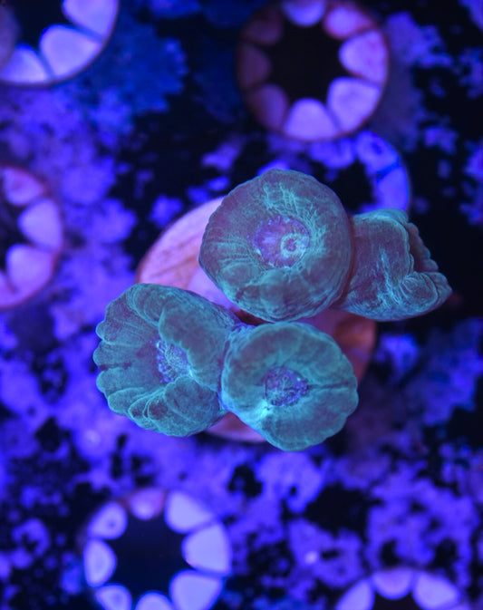 WYSIWYG Teal Candy Cane 1.5"