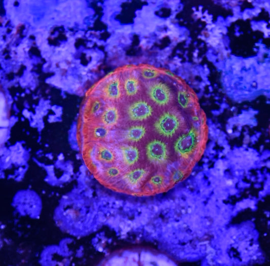 WYSIWYG Flame Boy Favia 1"