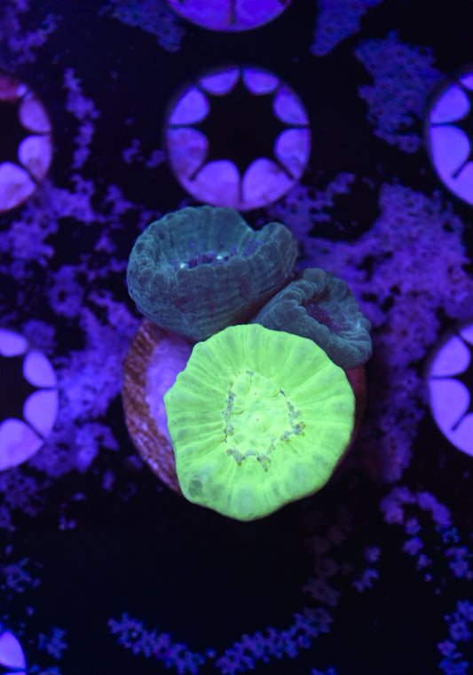 WYSIWYG Candy Cane Combo Frag 1.5" (WOW!)