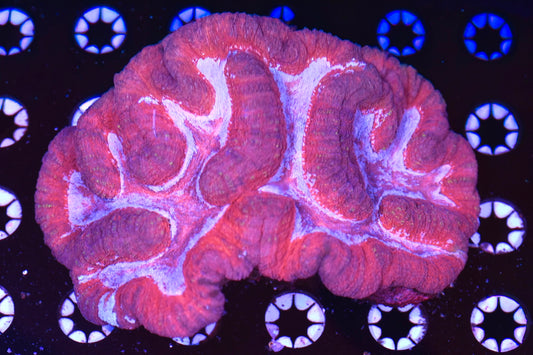 WYSIWYG XL Rainbow Berry Lobophyllia Colony 6"