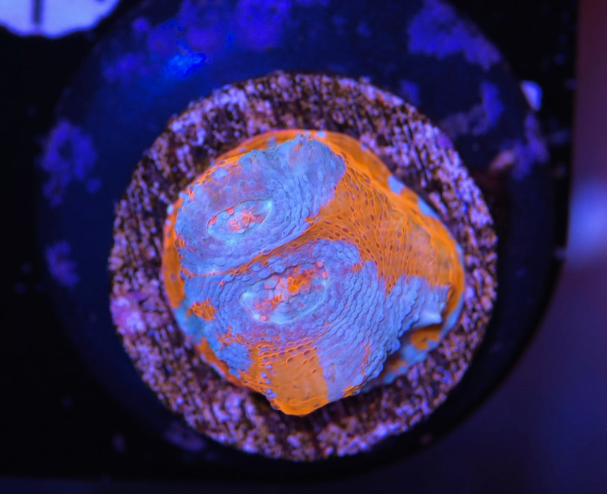 WYSIWYG Goku Chalice 1" (BRIGHT!)