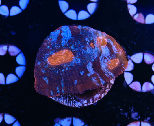 WYSIWYG Red Eye Rainbow Chalice 1.5"