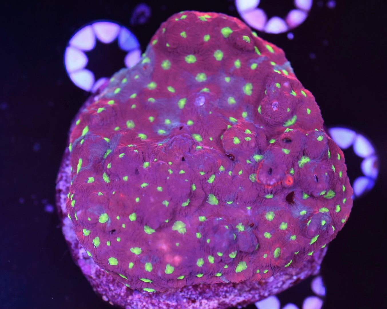 WYSIWYG War Coral Favia Colony 3"