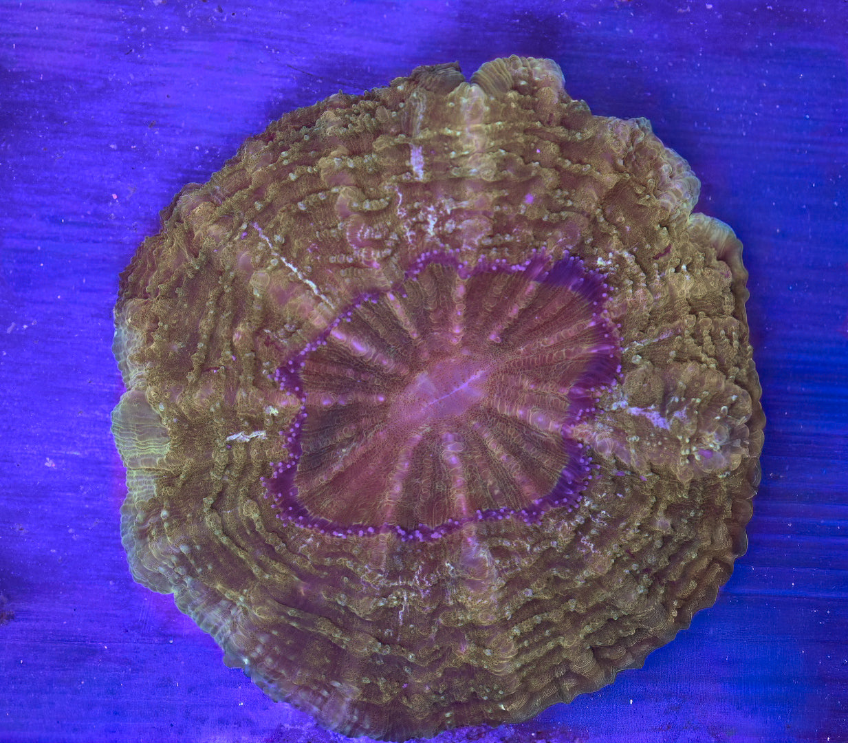 WYSIWYG Ultra Gold Acanthophyllia 4"