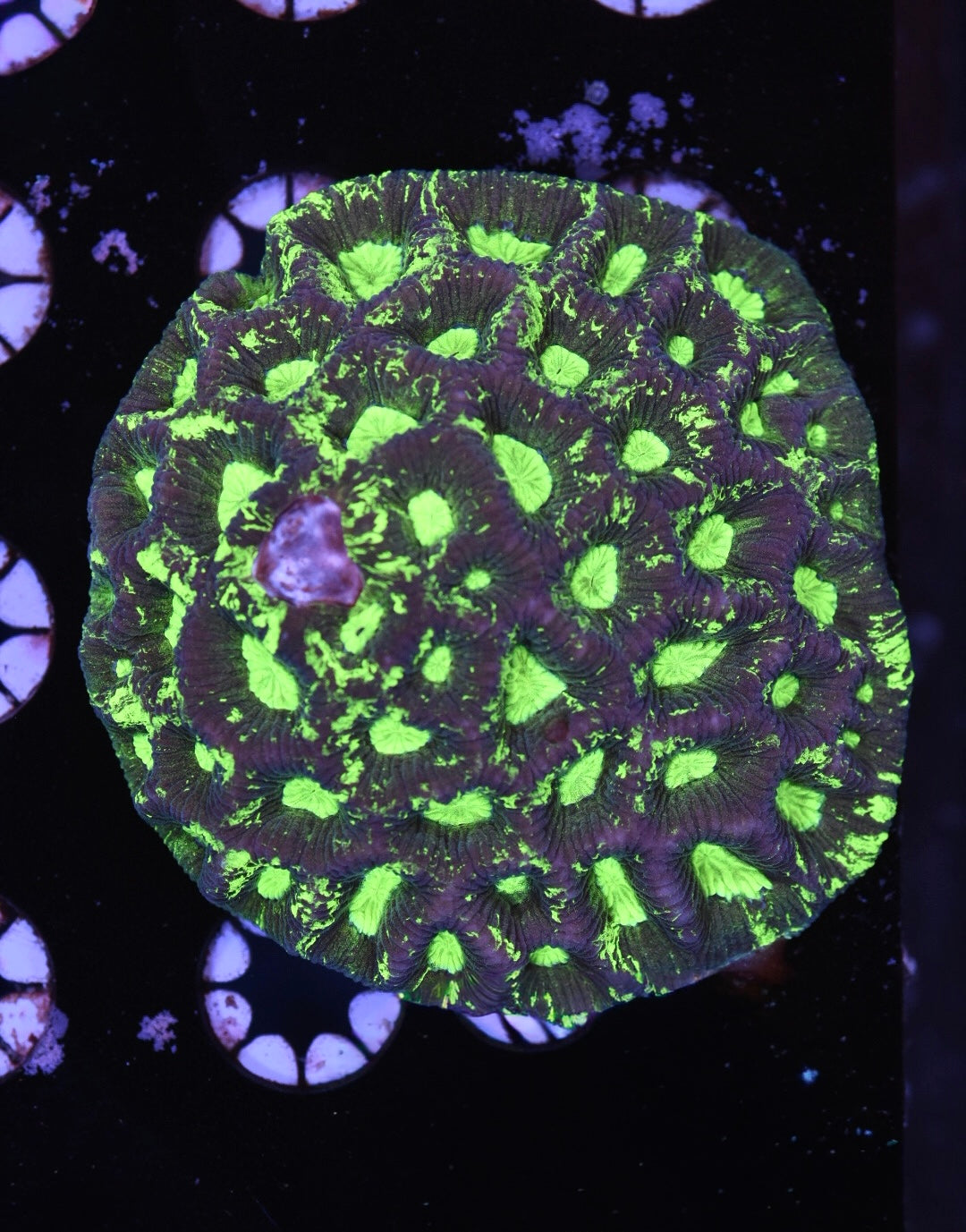 WYSIWYG Radioactive Goniastrea Colony 3"