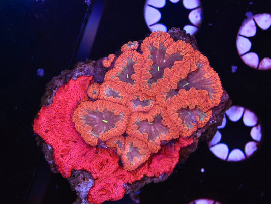 WYSIWYG Black Hole Blastomussa Colony 2.5" (WOW!)