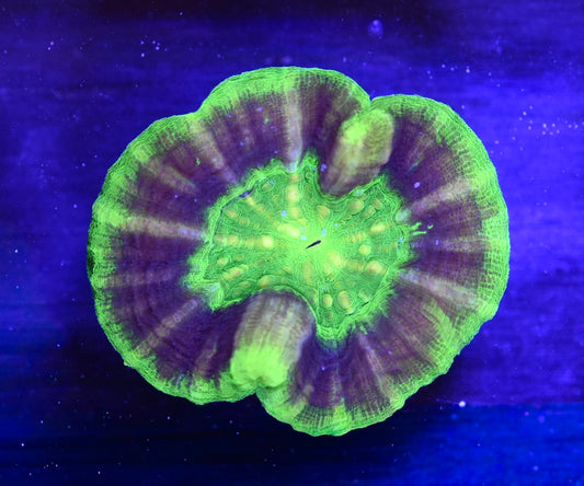 WYSIWYG UFO Scolymia 3" (BRIGHT!)