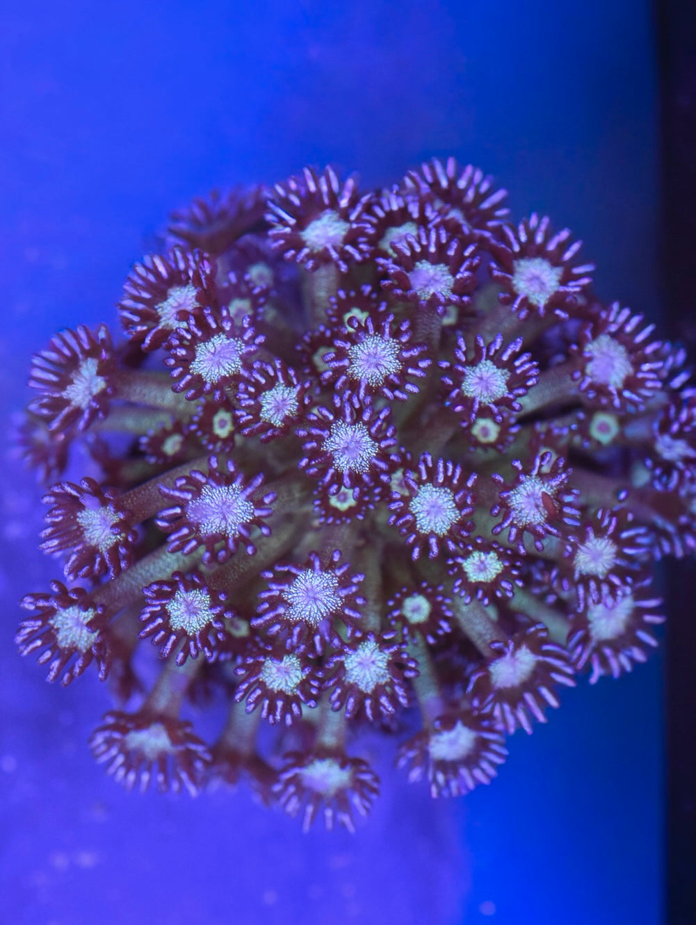 WYSIWYG OG Glitter Goniopora Mini Colony 2.5" (WOW!)